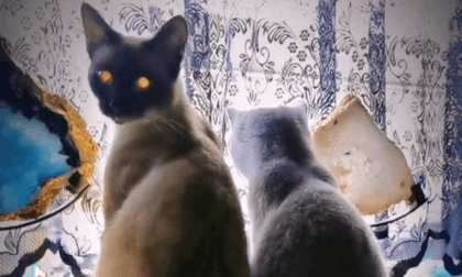 David Attenborough - The domestic cat David Attenborough - The domestic cat