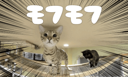 CAT CAFE3 | 猫カフェでモフモフ3