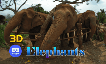 Elephants resort in Thailand in VR180 - See elephants from close by Elephants resort in Thailand in VR180 - See elephants from close by