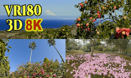Camellia Festival at Tsubaki-Hana-Garden and Ohshima-Park in Izu-Ohshima-island,Tokyo,Japan VR Video Camellia Festival at Tsubaki-Hana-Garden and Ohshima-Park in Izu-Ohshima-island,Tokyo,Japan VR