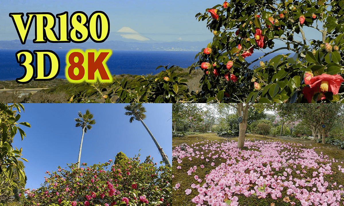Camellia Festival at Tsubaki-Hana-Garden and Ohshima-Park in Izu-Ohshima-island,Tokyo,Japan