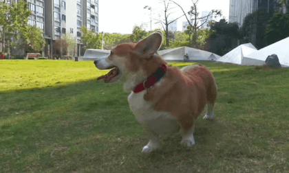 Dog Walking VR Video Dog Walking VR