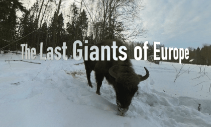 Episode 4 - the Last Giants of Europe Episode 4 - the Last Giants of Europe