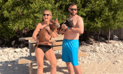 Friendly Beach Pigs VR Video Friendly Beach Pigs VR