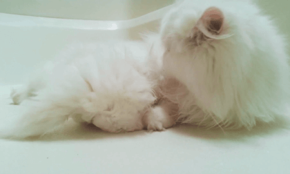 Cute Cat Licking Hair VR Video Cute Cat Licking Hair VR