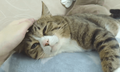 Stroke your cat everyday. VR Video Stroke your cat everyday. VR