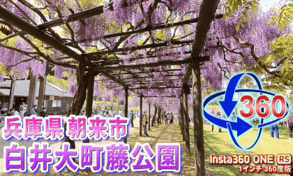 Shirai Omachi Wisteria Park, Asago City, Hyogo Prefecture