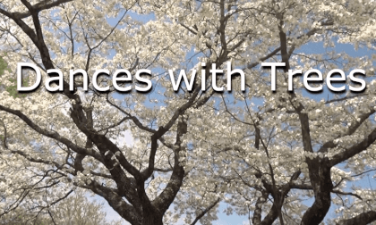 Dances With Trees