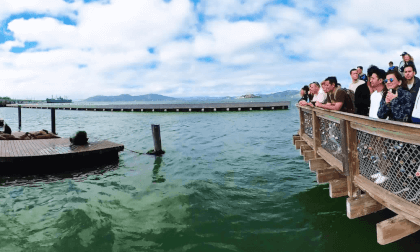 Watch Sea Wolves fighting and jumping - San Francisco #052 Just Walk Travel VR Watch Sea Wolves fighting and jumping - San Francisco #052 Just Walk Travel VR