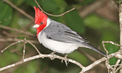 Brazilian Cardinal Slow Motion Brazilian Cardinal Slow Motion