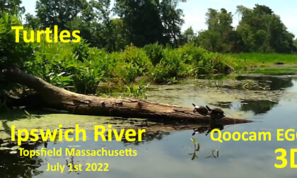Ipswich River Turtles - Qoocam EGO 3D  July 1st_2022 VR Video Ipswich River Turtles - Qoocam EGO 3D  July 1st_2022 VR