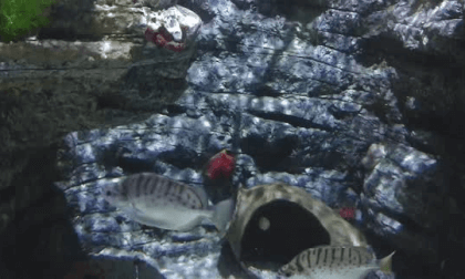 Under the Sea VR Video Under the Sea VR