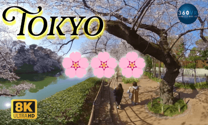 🌸 Sakura Cherry Blossoms in Tokyo -Travel Japan- VR Video 🌸 Sakura Cherry Blossoms in Tokyo -Travel Japan- VR