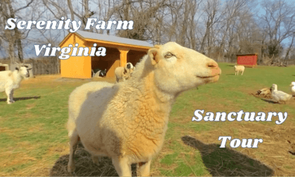 Serenity Farm Virginia Animal Sanctuary Tour 3D 180 VR VR Video Serenity Farm Virginia Animal Sanctuary Tour 3D 180 VR VR