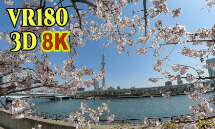 Early blooming cherry blossoms at Ueno Park and Sumida Park in Tokyo,Japan VR Video Early blooming cherry blossoms at Ueno Park and Sumida Park in Tokyo,Japan VR