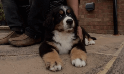 Bernese Mountain Dog Puppy
