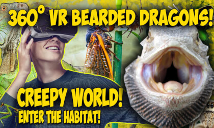 Here Be Dragons! VR Video Here Be Dragons! VR