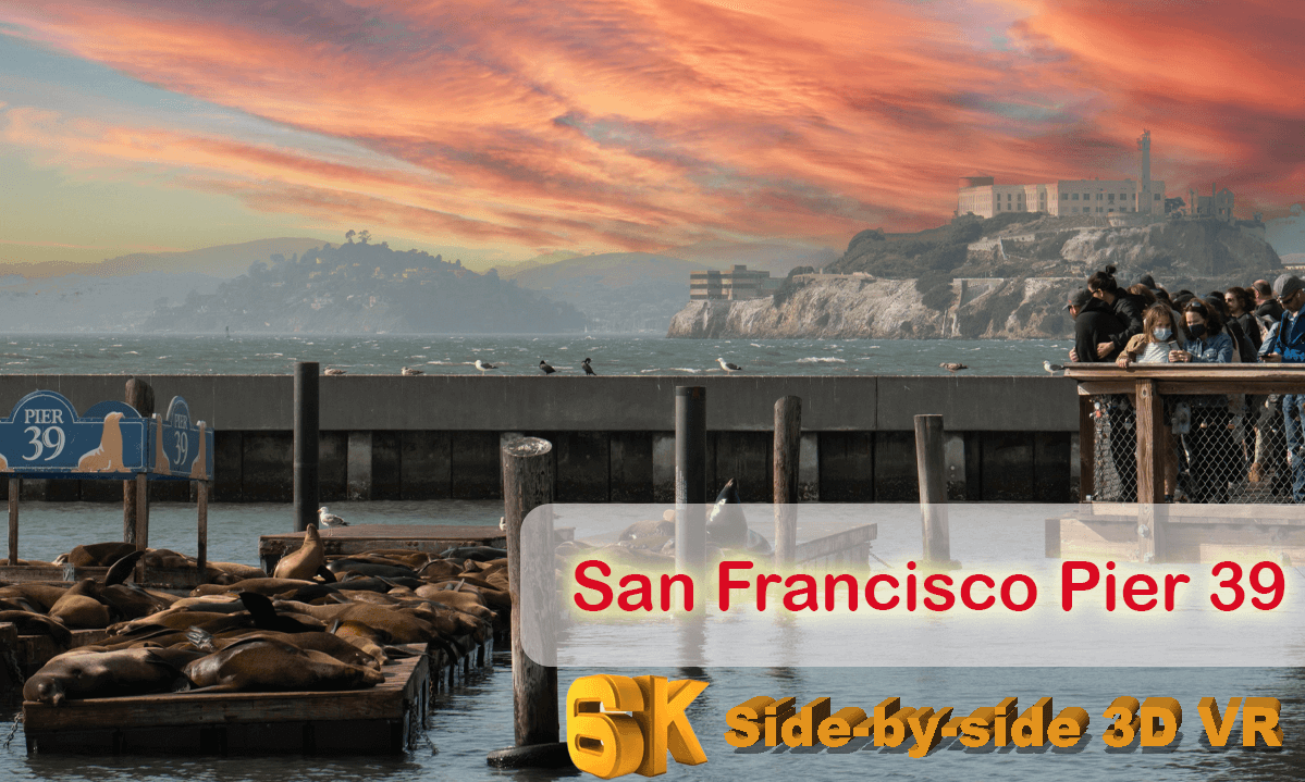 San Francisco in VR: Pier39 and Sea Lion by CALF camera, 6k 50fps VR 180 @Calf VR