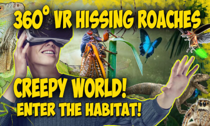 Hissing Cockroaches VR Video Hissing Cockroaches VR