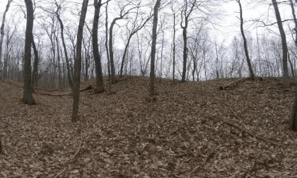 forest 3d 360