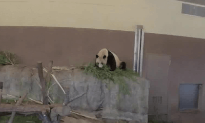Pandas at Adventure World in Wakayama Prefecture パンダ