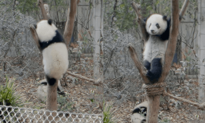 Cute panda babies climbing trees and playing, Chengdu Research Base Of Giant Panda Breeding, China VR Video Cute panda babies climbing trees and playing, Chengdu Research Base Of Giant Panda Breeding, China VR
