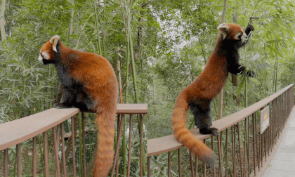 Cute red panda eating and walking. Chengdu Research Base Of Giant Panda Breeding, China VR Video Cute red panda eating and walking. Chengdu Research Base Of Giant Panda Breeding, China VR