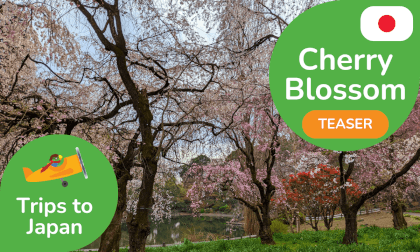 Cherry Blossoms in Japan Teaser | 360 3D 8K Experience | DYNAMIC LANGUAGES VR Video Cherry Blossoms in Japan Teaser | 360 3D 8K Experience | DYNAMIC LANGUAGES VR