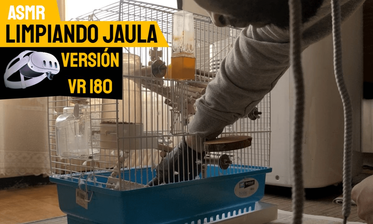 ASMR VR180 Limpiando Jaula del Pájaro