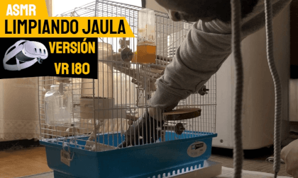 ASMR VR180 Limpiando Jaula del Pájaro