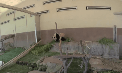 03 パンダ Panda VR Video 03 パンダ Panda VR