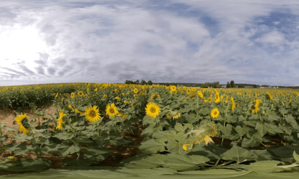 Montgomery College 360 - Sunflowers.of Lisbon, Maryland  - October VR Video Montgomery College 360 - Sunflowers.of Lisbon, Maryland  - October VR