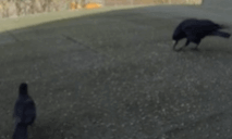 birds meeting VR Video birds meeting VR