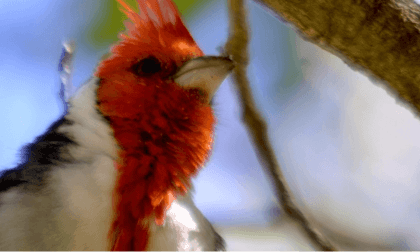 Brazilian Cardinals and Red Vented Bulbul Brazilian Cardinals and Red Vented Bulbul
