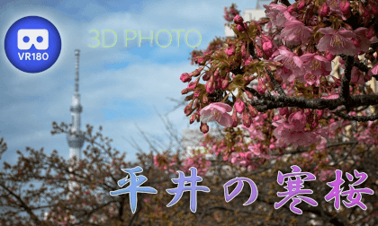 Cold cherry blossoms in Hirai Cold cherry blossoms in Hirai