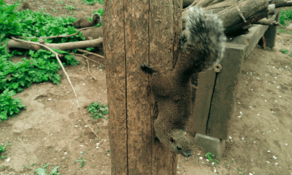 Squirrel Paradise Squirrel Paradise