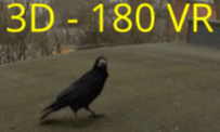 Mein Freund, der Kolkrabe - My friend, the raven VR Video Mein Freund, der Kolkrabe - My friend, the raven VR