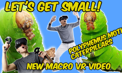 GIANT POLYPHEMUS MOTHS  CATERPILLARS VR Video GIANT POLYPHEMUS MOTHS  CATERPILLARS VR