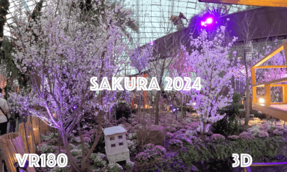 Cherry blossom 2024