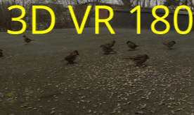 Osterfrühstück mit den Spatzen - Easter breakfast with the sparrows VR Video Osterfrühstück mit den Spatzen - Easter breakfast with the sparrows VR