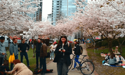 3D Cherry Blossoms - aka - Sakura Event At David Lam Park Vancouver Mar 30 2024