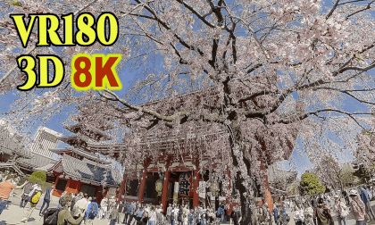 Shidarezakura (weeping cherry tree) at Sensoji Temple in Asakusa,Tokyo,Japan VR Video Shidarezakura (weeping cherry tree) at Sensoji Temple in Asakusa,Tokyo,Japan VR