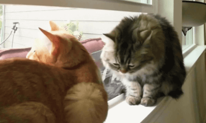 Cats watching into window. VR Video Cats watching into window. VR