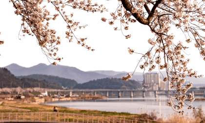 경주 벗꽃 Cherry Blossoms in Gyeongju-Si, South Korea by Calf VR Video 경주 벗꽃 Cherry Blossoms in Gyeongju-Si, South Korea by Calf VR