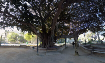 360 VR Canalejas Park with giant ficus trees in Alicante, Spain