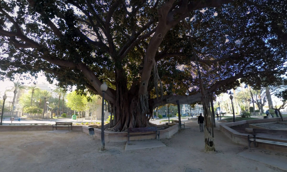 360 VR Canalejas Park with giant ficus trees in Alicante, Spain