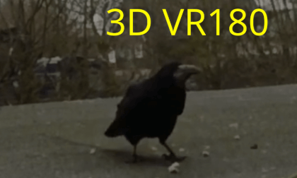 Rudi der Rabe / Rudi the raven VR Video Rudi der Rabe / Rudi the raven VR