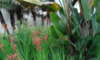 SDSU Garden Birds Flat 3D VR Video SDSU Garden Birds Flat 3D VR