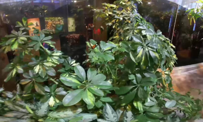 Milwaukee Public Museum - Butterflies Exhibit - VR 3D 180 Milwaukee Public Museum - Butterflies Exhibit - VR 3D 180