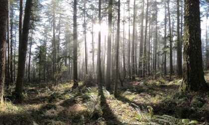 Nature ASMR Forest in the mist Nature ASMR Forest in the mist